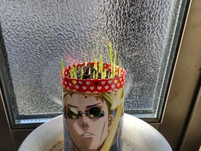 呪術缶で作ったプランターポットから植えた猫草が生えてきた写真