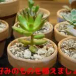 観葉植物の写真