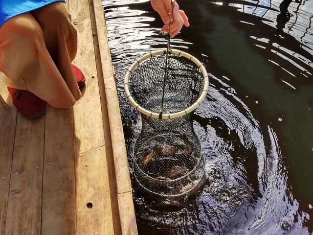 釣り堀で釣った魚の重量を計測している写真