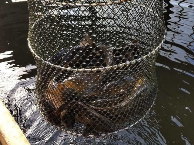 フィッシュランド丸宮の室内釣り堀の小池で1時間30分で釣った魚の写真