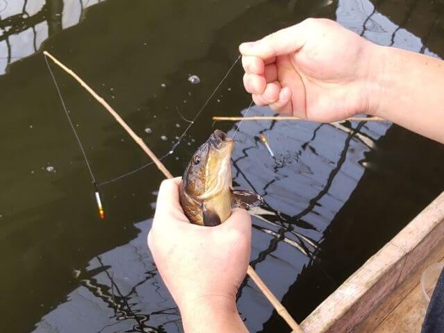 フィッシュランド丸宮の小池で1匹目の魚が釣れた写真