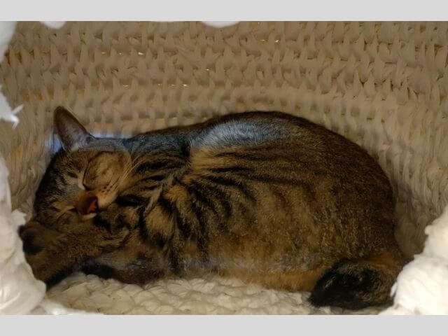 猫ちぐらの中でぐっすり眠っているわが家の猫のショコさんの写真