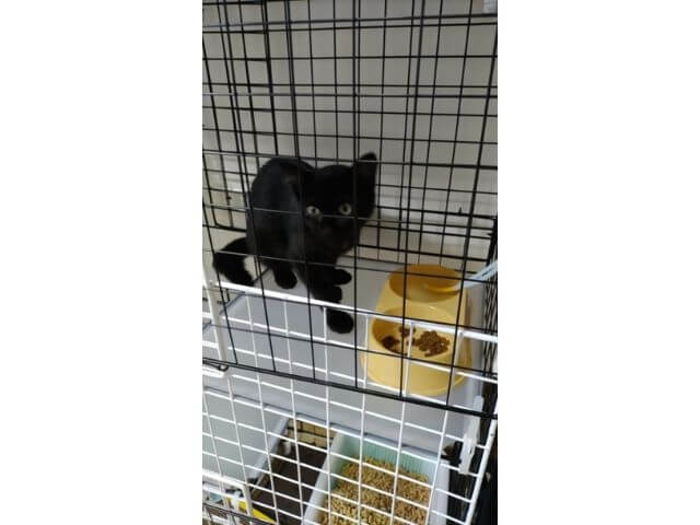 保護猫用3段キャットケージの食事場で保護猫がごはんを食べているところの写真