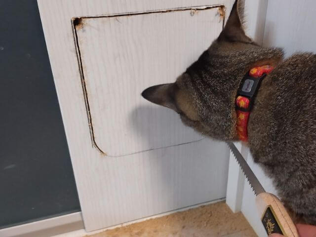 徐々にドアを切っているところに猫がのぞきにきたところの写真
