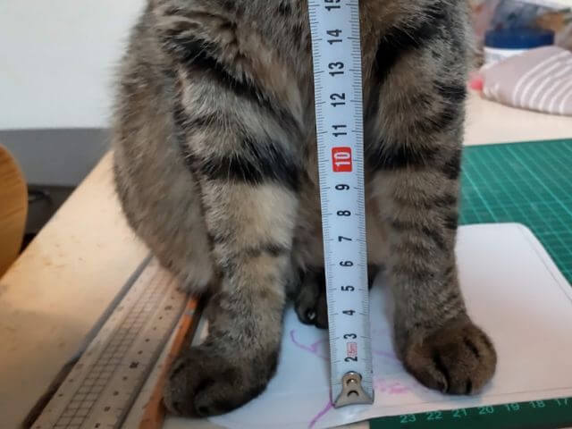 わが家の猫のショコさんの足の長さをメジャーで図っているところの写真