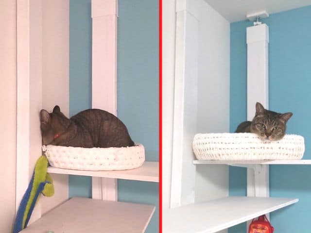 自作したキャットウォークに猫ちぐらを半分だけ作った半ちぐらを置いて、その中で寝る猫のショコさんの写真