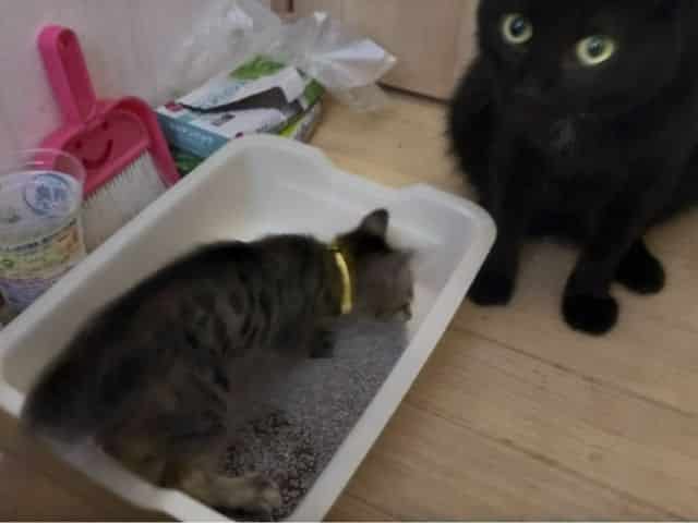 わが家の子猫ラテさんが100均材料で作った子猫用トイレで用を足しているところの写真