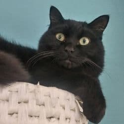 保護猫2匹目の黒猫タルさんの写真