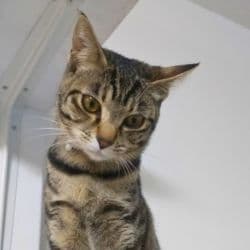 保護猫3匹目のラテさんの写真