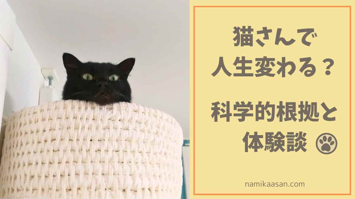 猫を飼うと人生変わる？科学的根拠と体験談