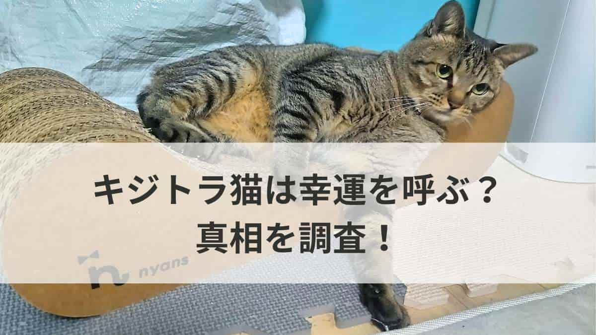 キジトラ猫は幸運を呼ぶ？真相を調査の文字とわが家のキジトラ猫のショコさんがくつろいでいるところの写真