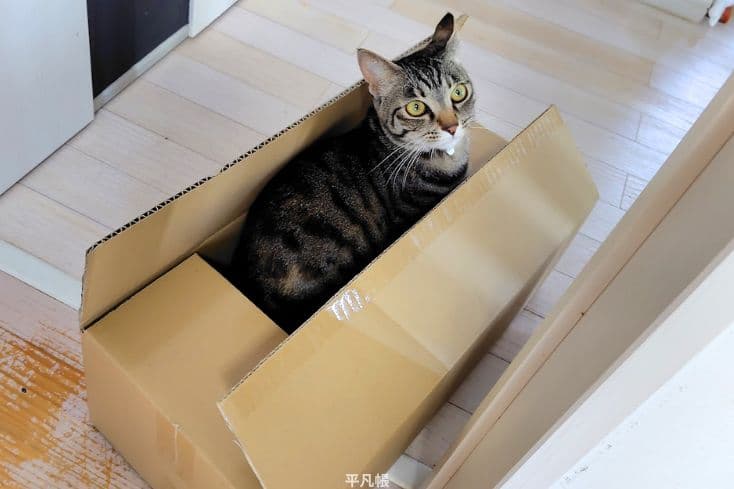 新しく届いたnyans(ニャンズ)の爪とぎの箱の中に入る猫のラテさんの写真