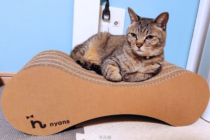 新しいnyans(ニャンズ)の爪とぎの上でくつろぐキジトラ猫ショコさんの写真