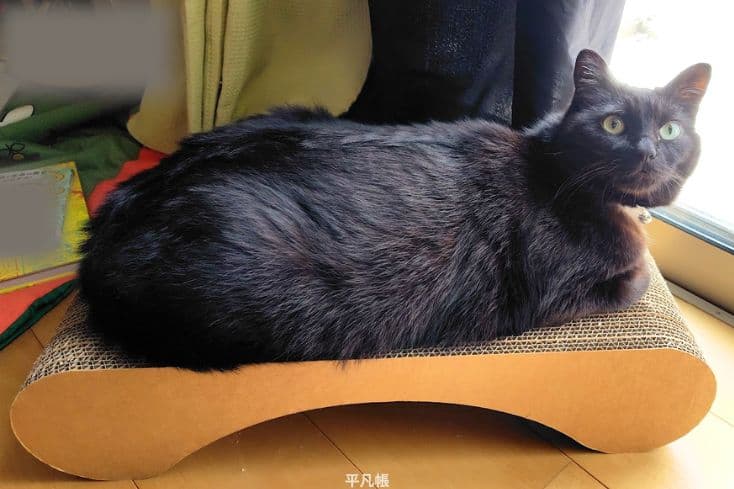 nyans(ニャンズ)の爪とぎをひっくり返して2階の窓際に置いたら黒猫タルさんがnyans(ニャンズ)の爪とぎ上に乗ってくつろいでいるところの写真