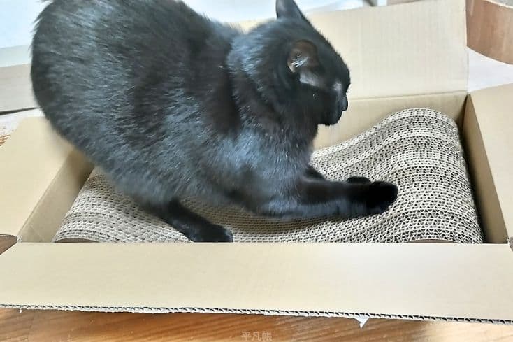 立って壁で爪とぎしたい派の黒猫タルさんがnyans(ニャンズ)から届いた爪とぎがまだ箱に入っているのにも関わらずnyans(ニャンズ)の爪とぎでバリバリと爪を研いでいる写真