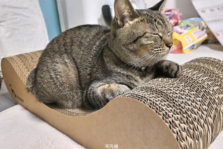 床でバリバリ爪とぎしたい派のキジトラ猫ショコさんが、nyans(ニャンズ)の爪とぎの上でリラックスしているところの写真
