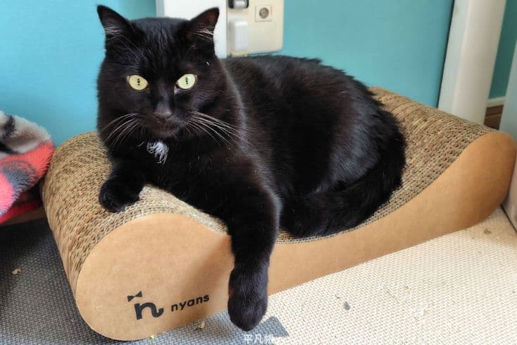 黒猫タルさんがnyans(ニャンズ)の爪とぎの上でリラックスしてくつろいでいるところの写真