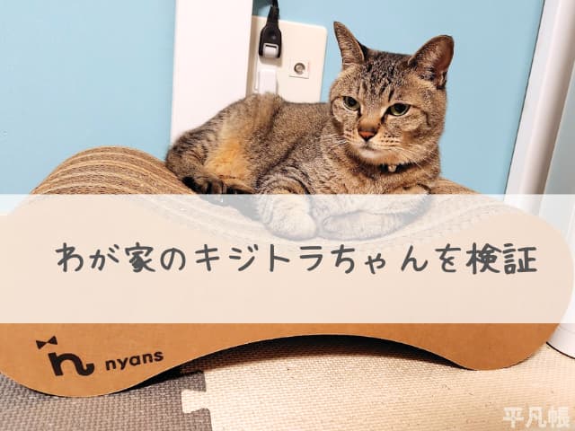 わが家のキジトラ猫1匹目のショコさんの優雅にくつろぐところの写真