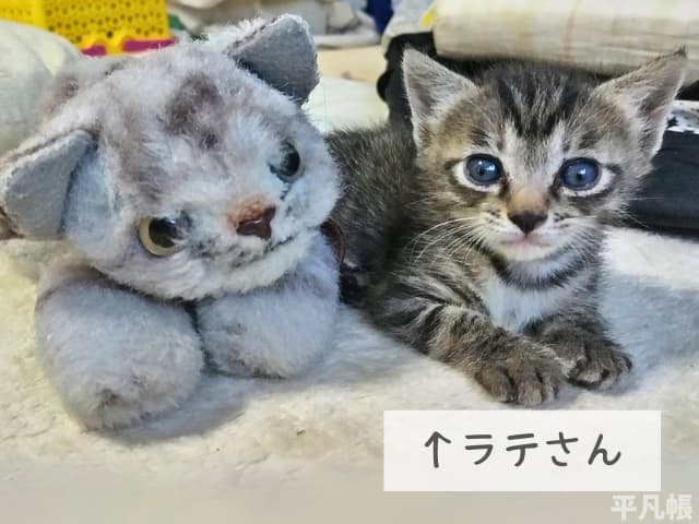 わが家のキジトラ猫2匹目のラテさんの目が開いた頃のキレイに寝そべっているところの写真